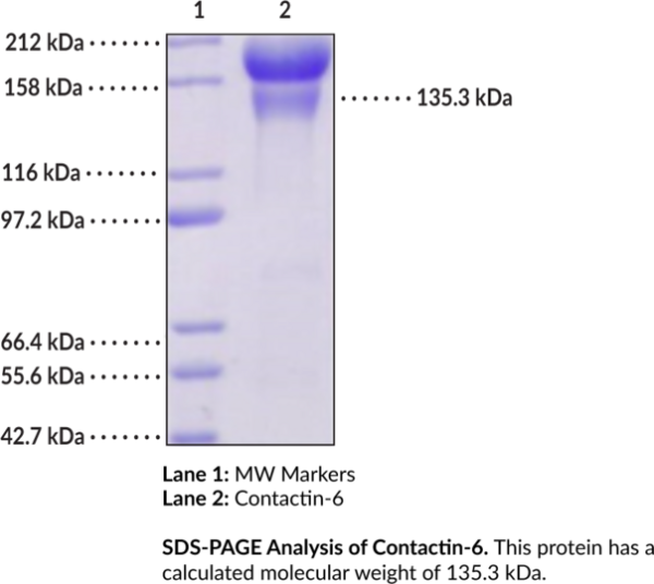 Contactin-6 (human, recombinant)