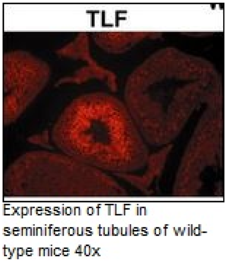 Anti-TLF (TBP like factor) Monoclonal Antibody (Clone 2A1)
