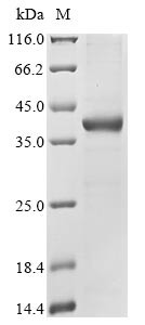 Epididymal secretory glutathione peroxidase (GPX5), human, recombinant