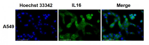 Anti-IL16, clone SQab1747