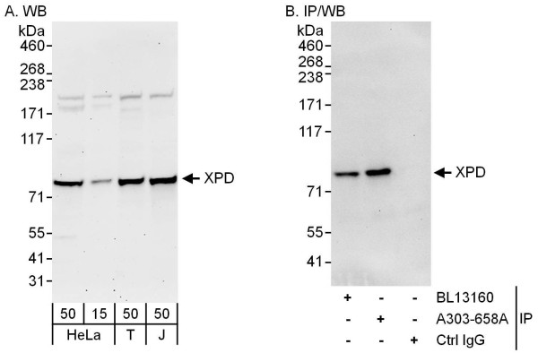 Anti-XPD