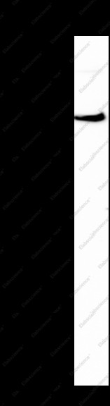 Anti-Recombinant CD130/gp130, clone C172377