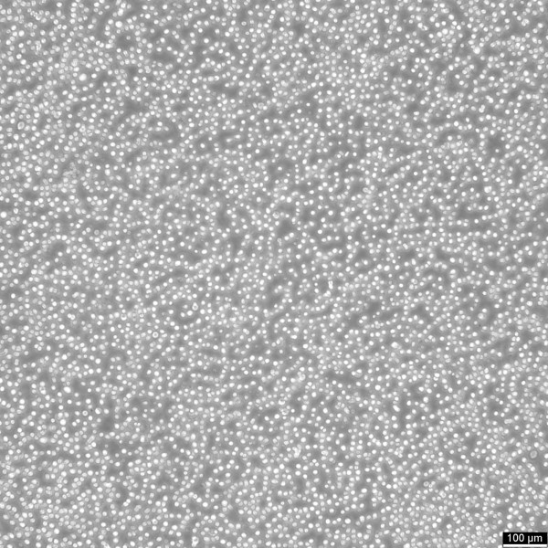 HAL-01 Cells