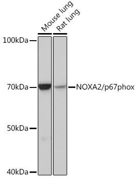 Anti-NOXA2/p67phox
