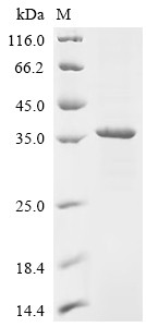 Lutropin-choriogonadotropic hormone receptor (Lhcgr), partial, rat, recombinant