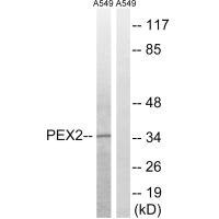 Anti-PEX2