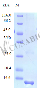 Protein FAM19A2 protein (FAM19A2) (Active), human, recombinant