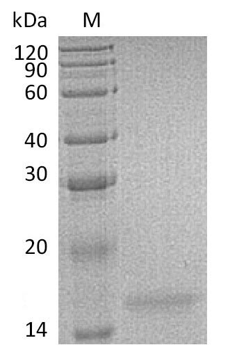 Interleukin-17F (IL17F) (Active), human, recombinant