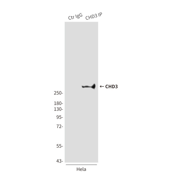 Anti-CHD3