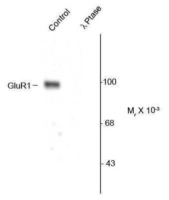 Anti-GluR1 Subunit (phospho Ser845)
