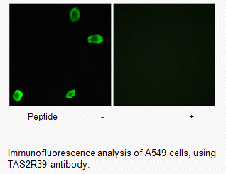 Anti-TAS2R39