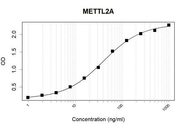 Anti-Human METTL2A Antibody Pair