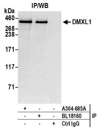 Anti-DMXL1