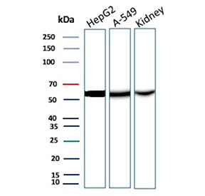 Anti-D-dimer / Cross-linked fibrin fragment, clone FGG/13043R
