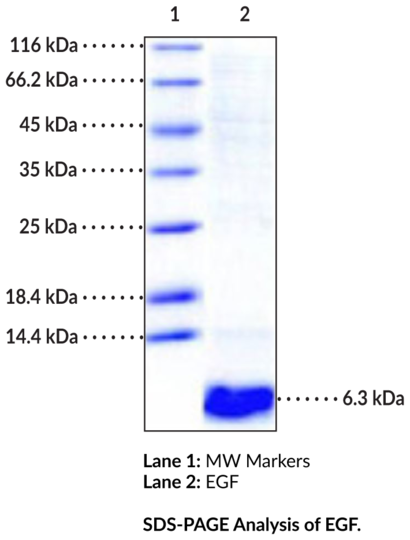 EGF (human, recombinant)