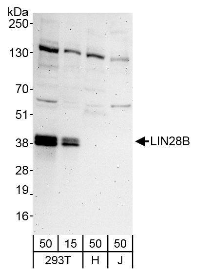 Anti-LIN28B