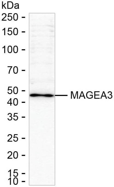 Anti-MAGEA3