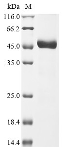 Myelin-oligodendrocyte glycoprotein (Mog), partial, mouse, recombinant