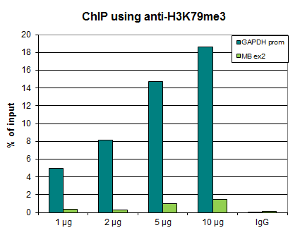 Anti-H3K79me3