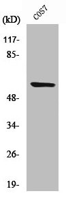 Anti-Cleaved-MMP15 (Y132)
