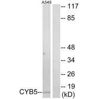 Anti-CYB5A
