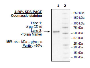 CD40, human, recombinant, Fc fusion protein