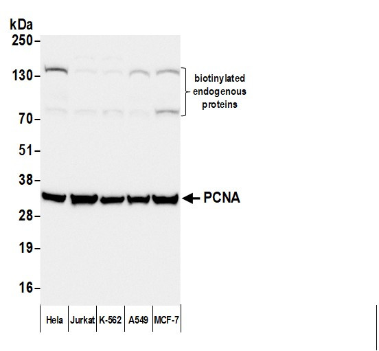 Anti-Mouse IgG-heavy and light chain cross-adsorbed, Biotin conjugated
