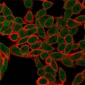 Anti-AGO3 / Argonaute-3 / eIF2C3, clone PCRP-AGO3-1C5