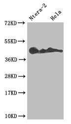 Anti-LEFTY2 Recombinant Monoclonal, clone 10G2