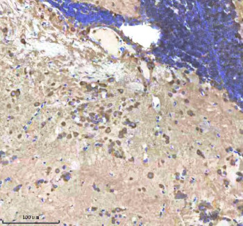 Anti-Zebrafish Shha / Shh / Sonic Hedgehog