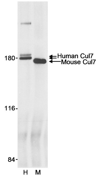 Anti-Cul7