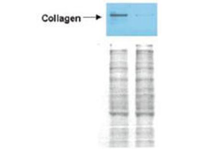 Anti-COLLAGEN Type I, Peroxidase Conjugated