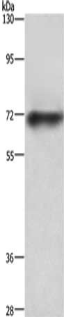 Anti-ABCB8