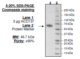 Mouse CD137, Fc fusion (mIgG2a), Biotin-labeled