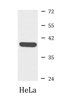 Anti-ERCC1