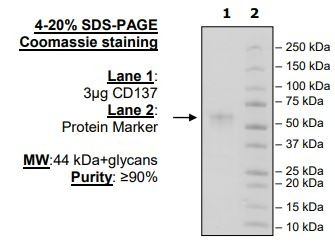 CD137 (4-1BB), Fc fusion (Human) HiP(TM)