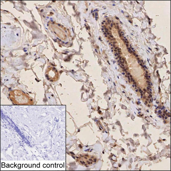 Anti-T Box Protein 3