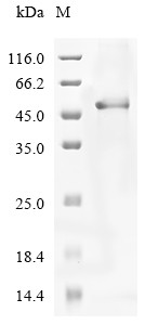 Cartilage intermediate layer protein 2 (CILP2), partial, human, recombinant