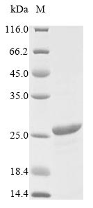 Bacterial non-heme ferritin (ftnA), Helicobacter pylori, recombinant