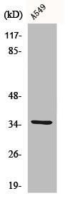 Anti-CA5A