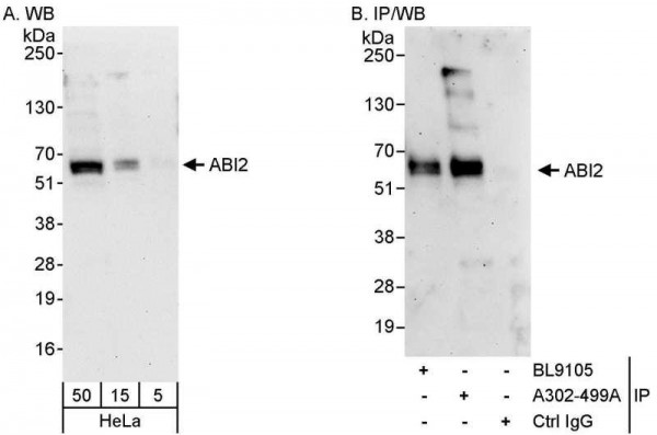 Anti-ABI2