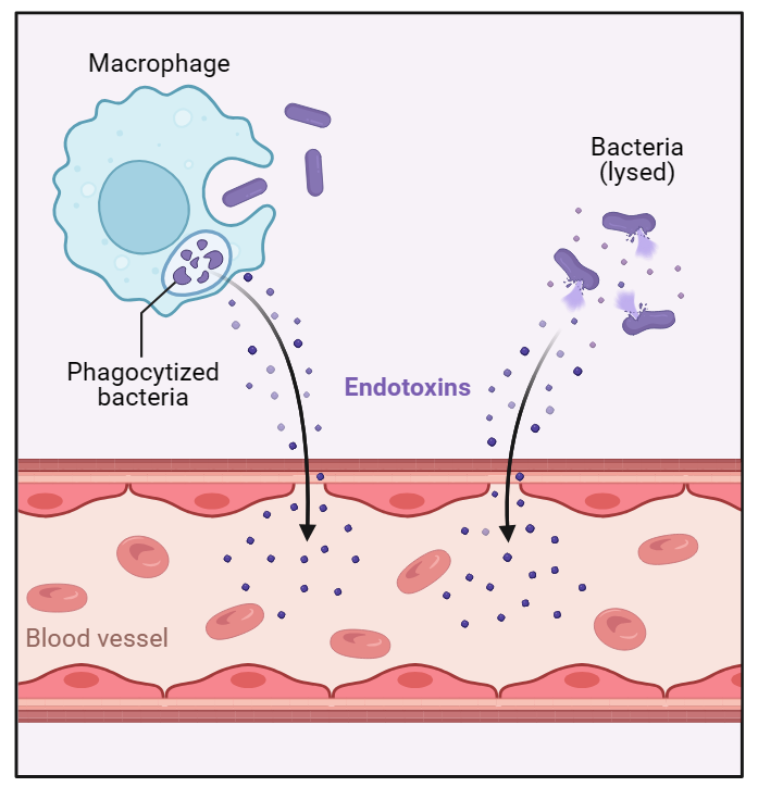 Endotoxine