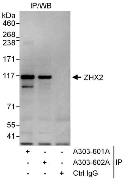 Anti-ZHX2
