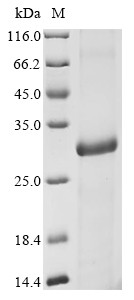 Expansin-A1 (EXPA1), Arabidopsis thaliana, recombinant