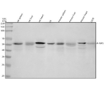 Anti-phospho-RIP3 (Ser232) / RIPK3, clone 31R36