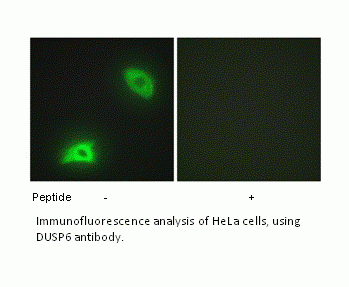 Anti-DUSP6