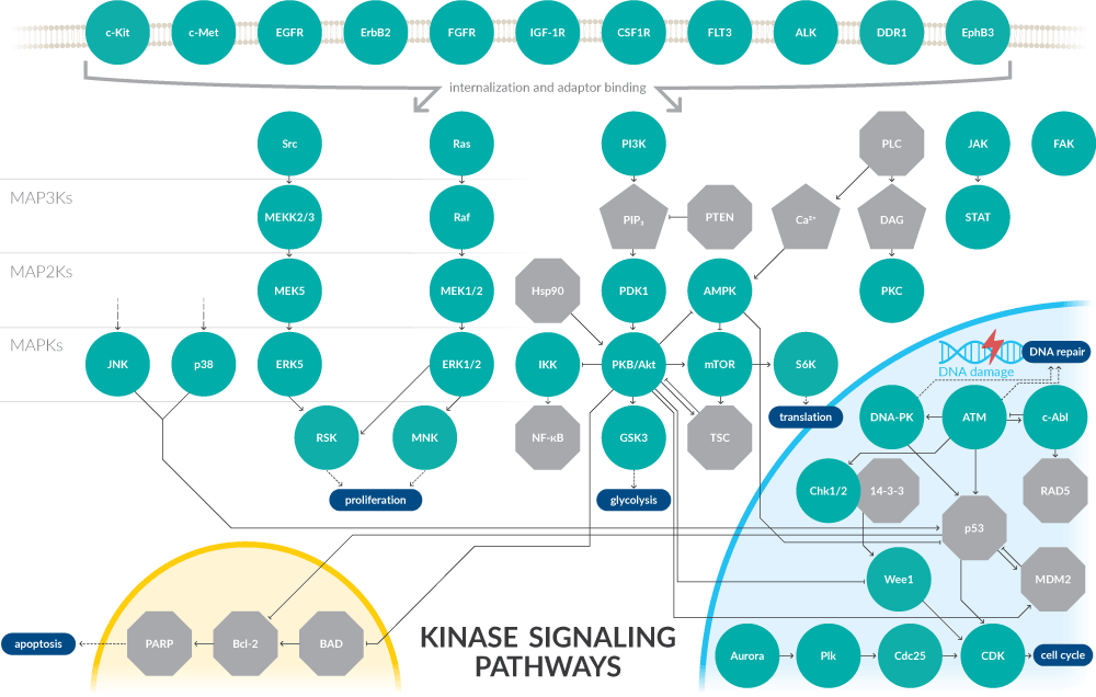 Kinase-Signaling-Pathways
