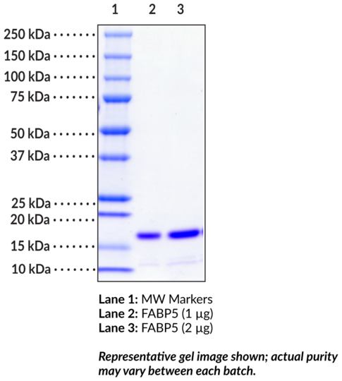 FABP5 (human, recombinant)