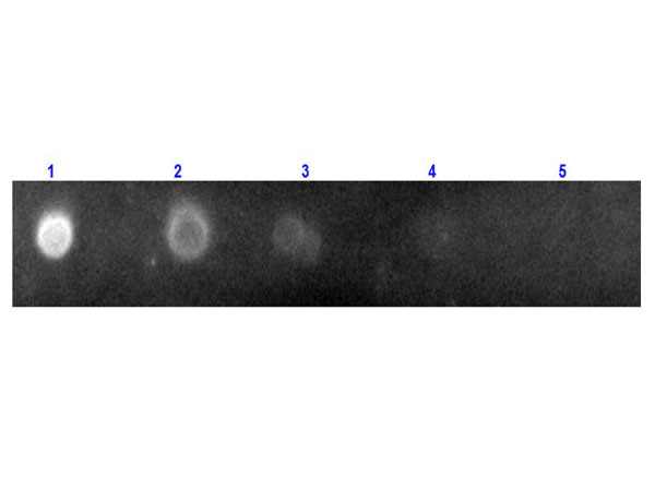 Anti-Rabbit IgG (H&amp;L) [Donkey] Rhodamine conjugated Fab fragment
