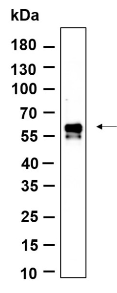 Anti-Recombinant Phospho-IRF3 (Ser386), clone 10A6